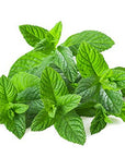 US Organic 100% Pure Spearmint Essential Oil - USDA Certified Organic, Steam Distilled - W/Euro droppers (More Size Variations Available) (10 ml / .33 fl oz)