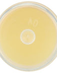 LIP BALM Mongo Kiss 6-Pack (6 Lips