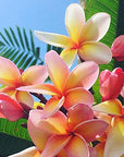 Pure Fiji Spa Gifts for Women