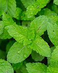 US Organic 100% Pure Peppermint Essential Oil - USDA Certified Organic - 30 ml Pack of 2 - w/Improved caps and droppers (More Size Variations Available)
