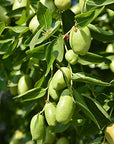 US Organic Jojoba Oil, USDA Certified Organic,100% Pure & Natural, Cold Pressed Virgin, Unrefined, Haxane Free, Sourced from Middle East Directly (Medium (4oz, 115ml))