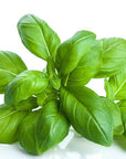 US Organic 100% Pure Basil Essential Oil, USDA Certified Organic, Steam Distilled W/Euro Dropper, 10 ml (More Size Variations Available)