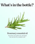 Pure Rosemary Essential Oil Bulk Size - Undiluted Rosemary Oil for Hair Skin and Nails and Refreshing Aromatherapy Oil for Diffusers - Cleansing Essential Oil for Dry Scalp Care 8oz