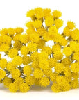 US Organic Helichrysum Essential Oil, USDA Certified Organic, Steam Distilled, Sourced from The Balkan Peninsula, High end Essential Oil (5 ml)