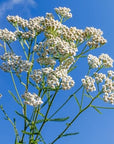 US Organic 100% Pure Yarrow Essential Oil, USDA Certified Organic, Steam Distilled, Achillea Millefolium, Therapeutic Grade, Calming & Soothing, Skin Care & Aromatherapy, Sourced from Bulgaria (5 ml)