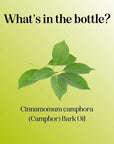 Pure Undiluted Camphor Essential Oil - 100% Pure Camphor Oil for Aromatherapy and Beauty DIYs Great for Soothing Skin and Clearing Chest - Outdoor Diffuser Oil for Patios and Porches (4 Fl Oz)