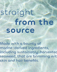 Seaweed Bath Co. Exfoliate Detox Body Soap, 3.75 Ounce, Sustainably Harvested Seaweed, Charcoal (Packaging May Vary)