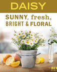 MRS. MEYER'S CLEAN DAY New Spring Scent Variety Pack (Lilac + Daisy + Rose)