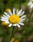 US Organic 100% Pure Chamomile (Roman) Essential Oil - USDA Certified Organic, Steam Distilled - W/Euro Dropper (More Size Variations Available) (5 ml)