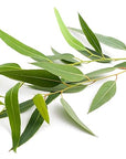 US Organic 100% Pure Eucalyptus Essential Oil (Radiata) - USDA Certified Organic, Steam Distilled - W/Euro droppers (More Size Variations Available) (15 ml / .5 fl oz)