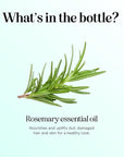 Pure Rosemary Essential Oil with Dropper - Undiluted Rosemary Oil for Hair Skin and Nails and Refreshing Aromatherapy Oil for Diffusers - Essential Oil for Cleansing Dry Scalp Care 4oz