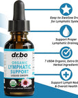 Lymphatic Drainage Supplements Drops - Organic Lymphatic Support Liquid Drops Cleanse with Echinacea for Lymph System Support Supplement, Lymph Node Detox Lymphatic System Drainage - 1oz Vegan Non-GMO