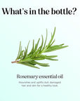 Pure Rosemary Essential Oil for Aromatherapy - Undiluted Rosemary Oil for Hair Skin and Nails - Essential Oil for Diffusers Plus Hair Oil for Enhanced Shine Cleansing and Dry Scalp Treatment
