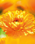 Weleda: Calendula Baby Weather Protection Cream, 1 oz