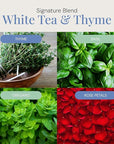 White Tea & Thyme Aroma Oil, Essential Oils Blend for Diffusers & Scent Machines, Rose Petals, Thyme & Balsam, Aromatherapy, Cold Air Diffuser Compatible, 300 mL