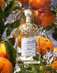 Guerlain Aqua Allegoria Mandarin Basilic Eau De Toilette Spray for Unisex, 2.5 Ounce