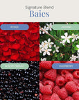 Baies Aroma Oil, Essential Oils Blend for Diffusers & Scent Machines, Floral Bouquet with Blackcurrant & Citrus Accents, Aromatherapy, Cold Air Diffuser Compatible, 300 mL