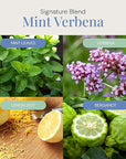 Mint Verbena Aroma Oil, Essential Oils Blend for Diffusers & Scent Machines, Citrus Charm & Minty Undertones, Aromatherapy, Cold Air Diffuser Compatible, 300 mL