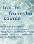 Seaweed Bath Co. Exfoliate Detox Body Soap, 3.75 Ounce (Pack of 3), Sustainably Harvested Seaweed, Charcoal