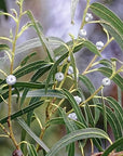 US Organic 100% Pure Eucalyptus Essential Oil (Globulus) - USDA Certified Organic, Steam Distilled - W/Euro droppers (More Size Variations Available) (15 ml / .5 fl oz)