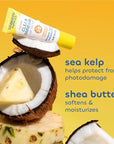 Seaweed Bath Co. Hydrating Clear Mineral Lip Shine SPF 20 Sunscreen Zinc Oxide Lip Balm, 0.28 Oz (6 Pack), Moisturizing Care for Dry, Chapped Lips