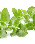 US Organic 100% Pure Oregano Essential Oil - USDA Certified Organic, Steam Distilled (15 ml)