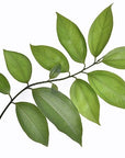 US Organic 100% Pure Cinnamon Leaf Essential Oil - USDA Certified Organic, Steam Distilled - W/Euro Dropper (More Size Variations Available) (10 ml / .33 fl oz)