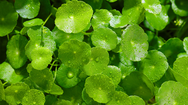 The Power of Centella Asiatica: Why This Ingredient Is the Heart of K-Beauty