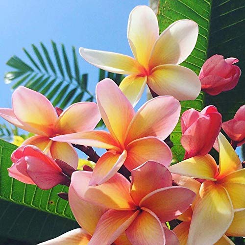 Pure Fiji Spa Gifts for Women