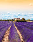 US Organic 100% Pure Lavender Essential Oil, Directly sourced from Bulgaria, USDA Certified Organic, Undiluted, for Diffuser, Humidifier, Massage, Skin, Hair Care, Non GMO, 30 ml