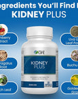 Well of Life: Kidney Plus 600mg with Cranberry Extract, Astragalus Root, Java Tea-Leaf & antioxidants for Overall Well-Being, Helps Healthy Kidney Function & Urinary Tract Wellness, 60 Capsules