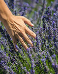 US Organic 100% Pure Lavender Essential Oil, Directly sourced from Bulgaria, USDA Certified Organic, Undiluted, for Diffuser, Humidifier, Massage, Skin, Hair Care, Non GMO, 30 ml