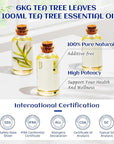 HIQILI Tea Tree Oil for Skin, Hair Restoration, Added to Shampoo, Body Wash, Foot Soak Use - 3.38 Fl Oz
