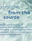 Seaweed Bath Co. Purify Detox Facial Bar Soap, 3.75 Ounce, Sustainably Harvested Seaweed, Volcanic Ash