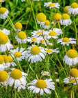 US Organic 100% Pure Blue Chamomile (German) Essential Oil - USDA Certified Organic, Steam Distilled - W/Euro Dropper (More Size Variations Available) (5 ml / 1/6 fl oz)